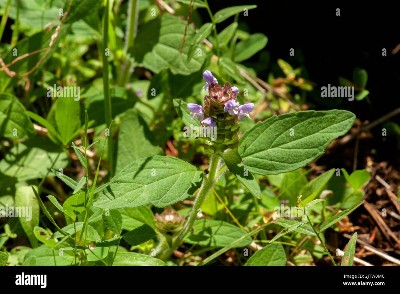 Common Self-Heal (Prunella vulgaris) aka heal-all, woundwort, heart-of-the-earth, carpenter's herb, brownwort and blue curls Stock Photo