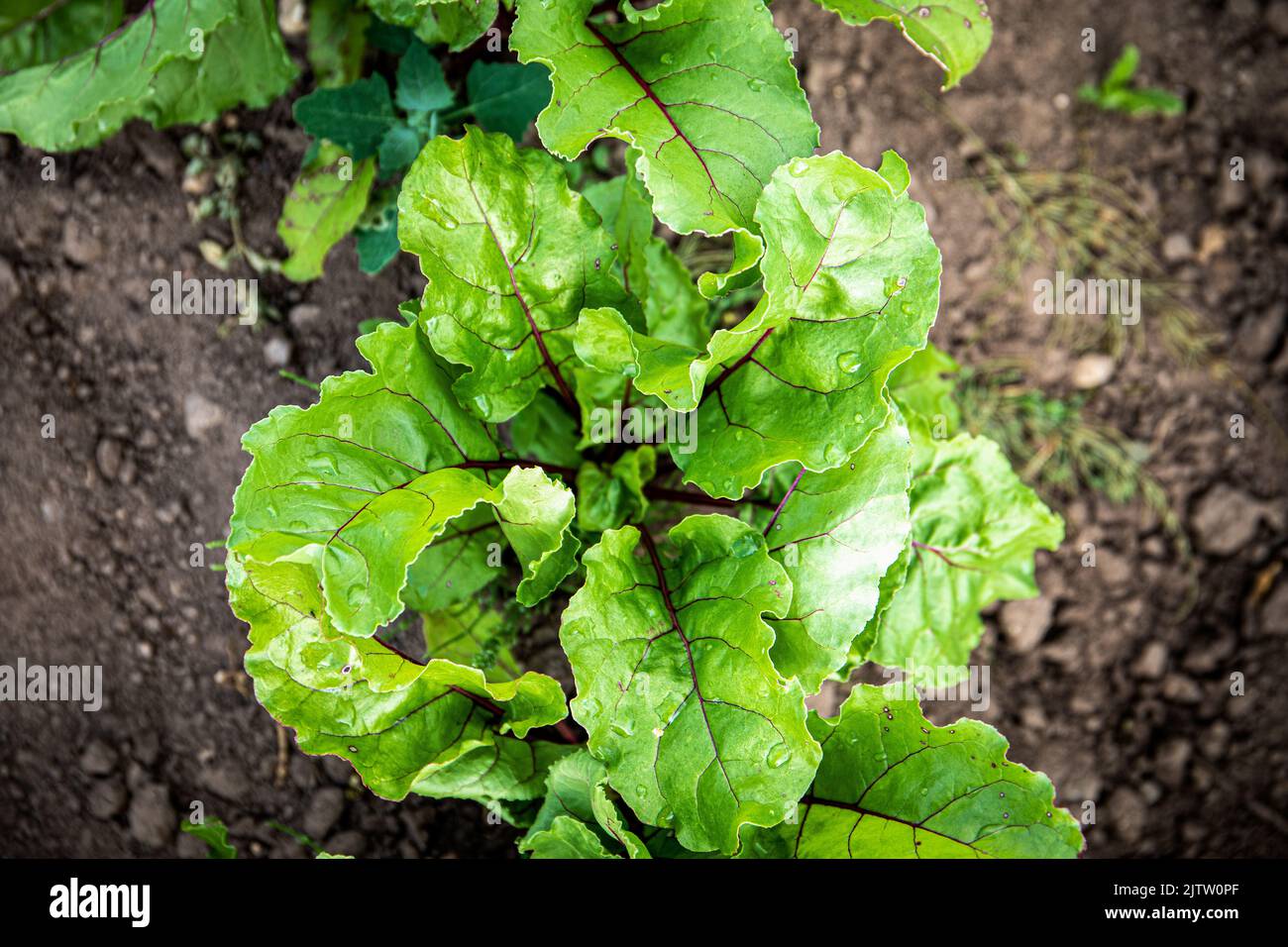 Beets grow in the garden. Fresh and bright green leaves. Vitamins and ecological food. Stock Photo