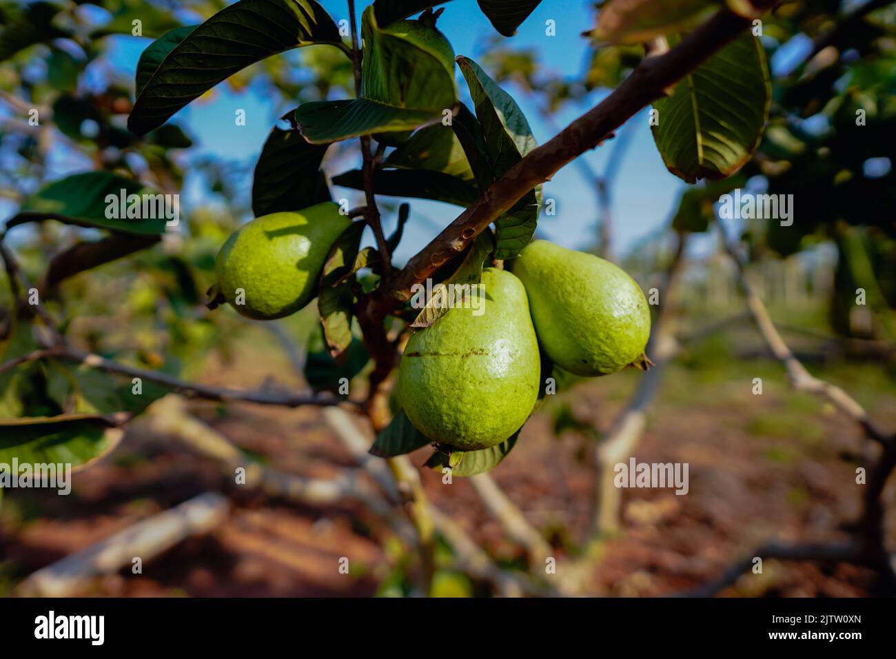 Gloria De Dourados, Brazil. 01st Sep, 2022. Guavas seen at a plantation ...