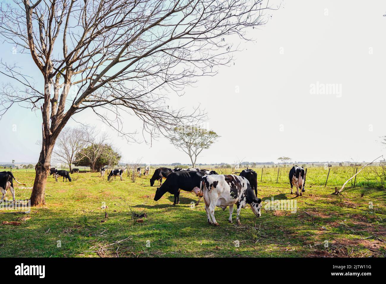 Holstein dairy cows seen grazing on a family farm in Mato Grosso do Sul