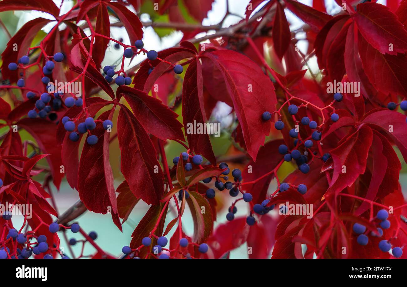 Rustic background of red autumn garden vine for decorative design
