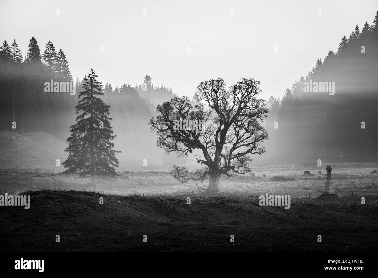 A grayscale shot of the trees in the field on a foggy day Stock Photo ...
