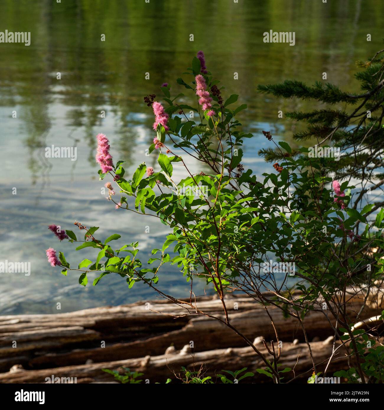 Douglas spirea (Spiraea douglasii) growing beside a wilderness lake in the Oregon Cascades Stock Photo