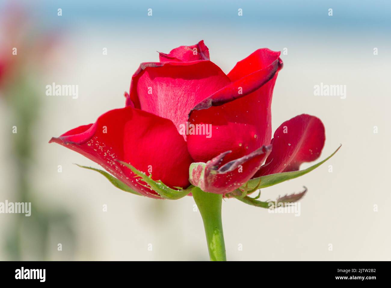 Red Beach Roses Red rose in the sand of Copacabana beach in Rio de Janeiro Brazil Stock ...