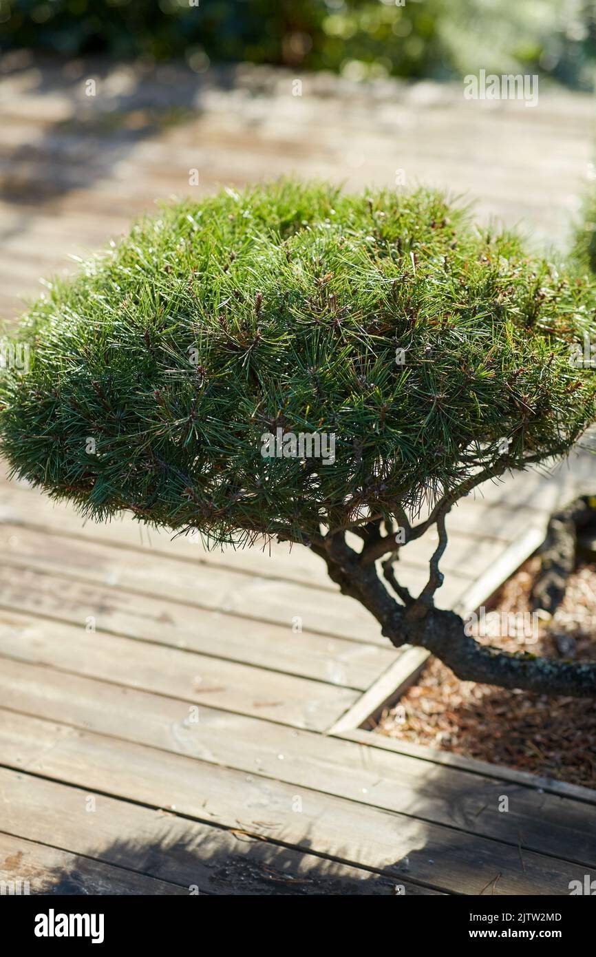 close up of bonsai pine tree growing in garden Stock Photo