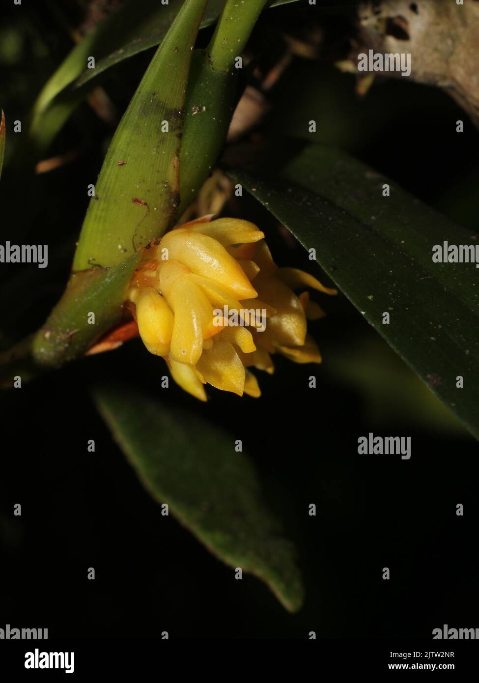 Yellow flowers or Camaridium anceps from Costa Rica Stock Photo