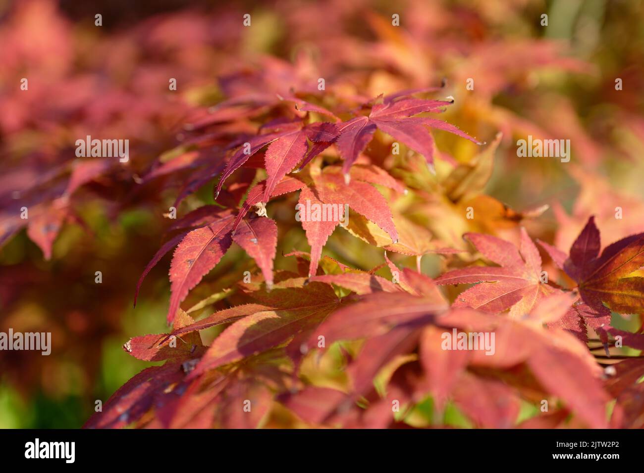 Acer japonicum, Amur maple, Japanese-maple fullmoon maple, Japan southern Korea. Acer tree,Gardeners Dream Acer Orange Red Dream Deciduous palmatum Stock Photo