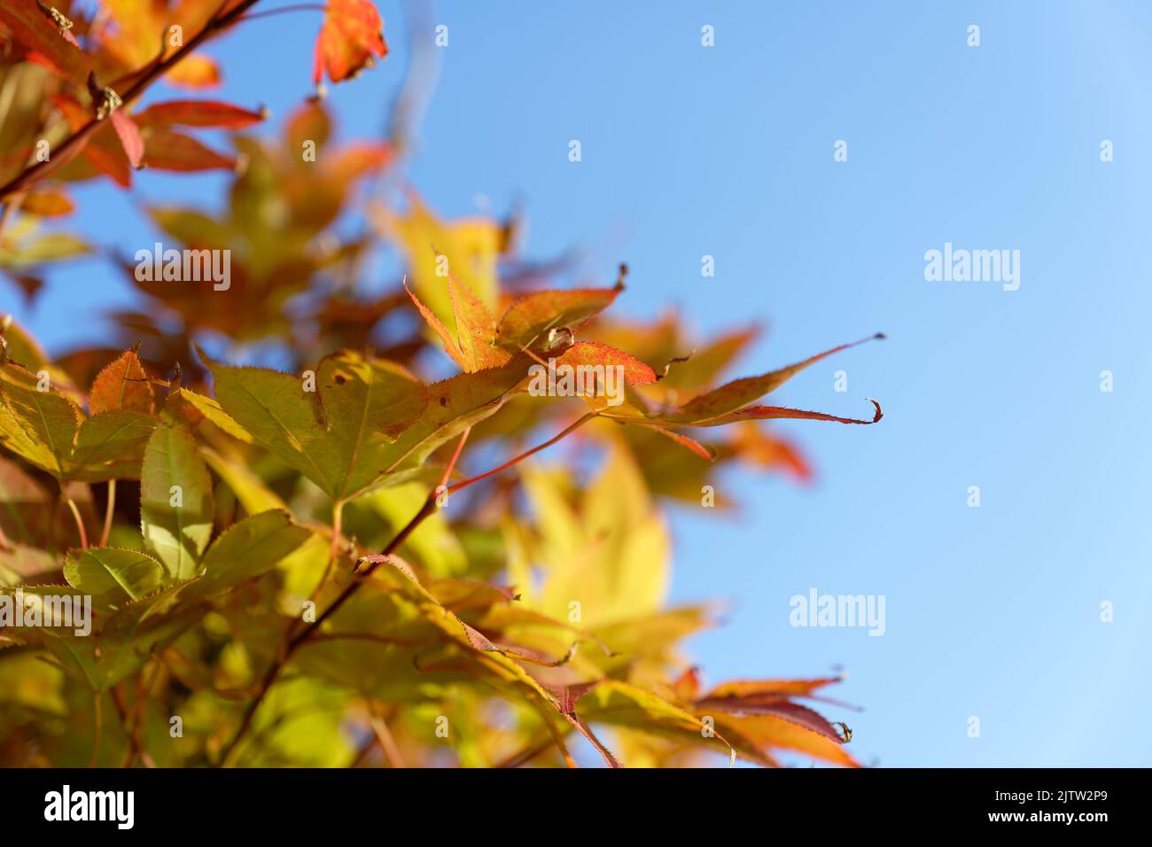 Acer japonicum, Amur maple, Japanese-maple fullmoon maple, Japan southern Korea. Acer tree,Gardeners Dream Acer Orange Red Dream Deciduous palmatum Stock Photo