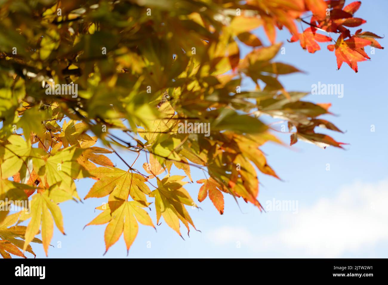 Acer japonicum, Amur maple, Japanese-maple fullmoon maple, Japan southern Korea. Acer tree,Gardeners Dream Acer Orange Red Dream Deciduous palmatum Stock Photo