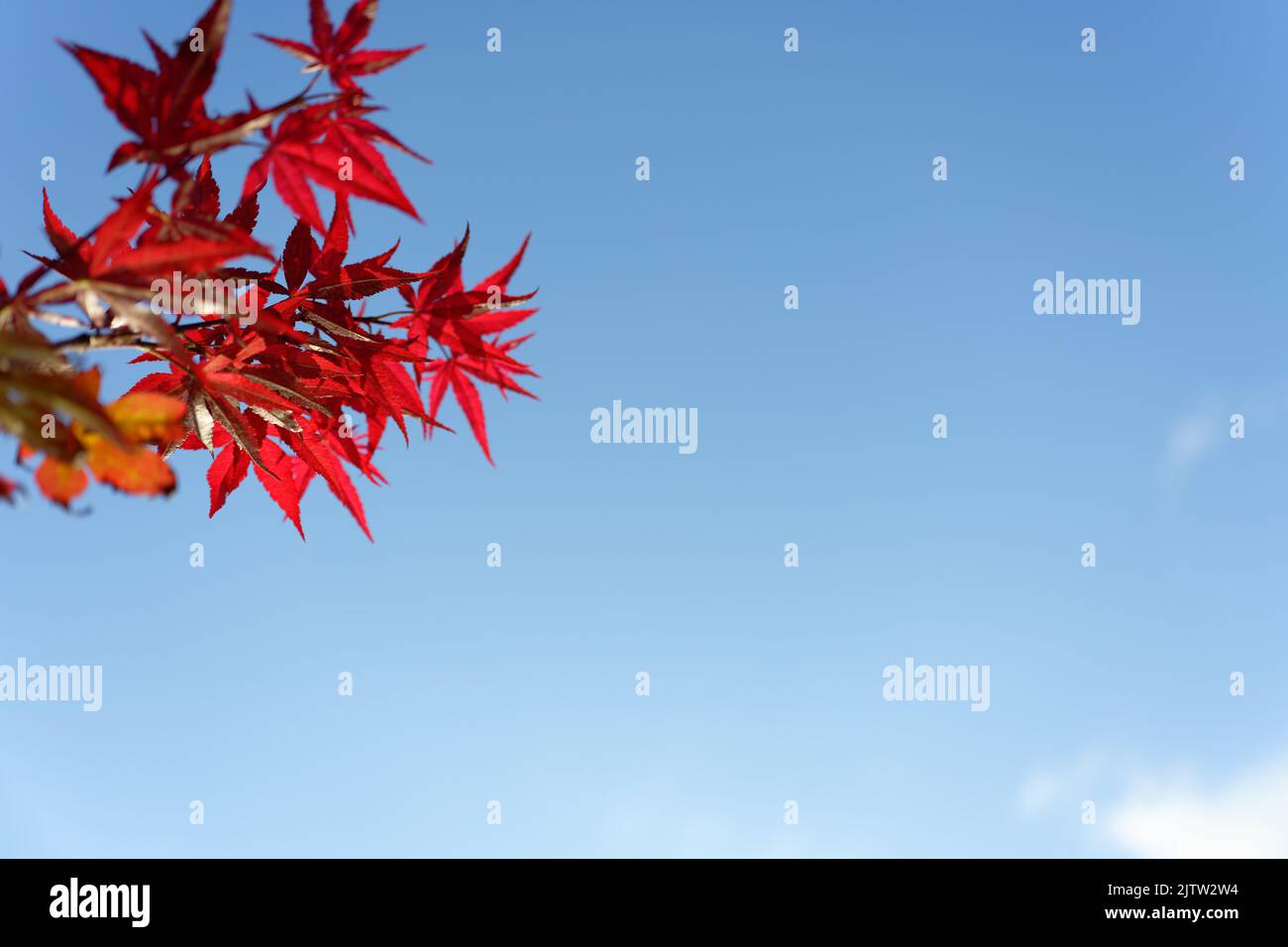 Acer japonicum, Amur maple, Japanese-maple fullmoon maple, Japan southern Korea. Acer tree,Gardeners Dream Acer Orange Red Dream Deciduous palmatum Stock Photo