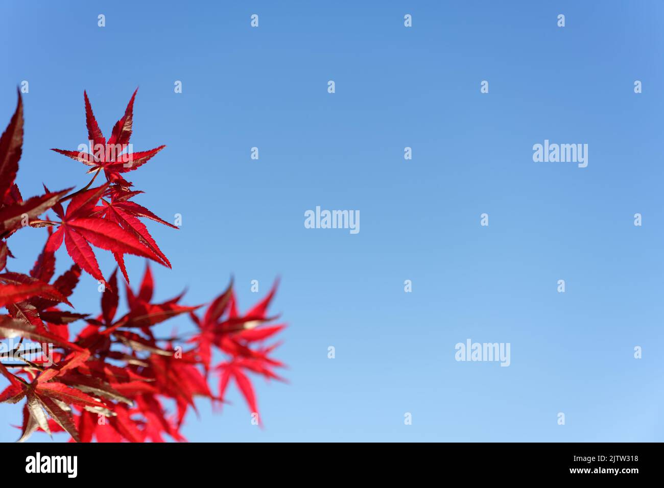 Acer japonicum, Amur maple, Japanese-maple fullmoon maple, Japan southern Korea. Acer tree,Gardeners Dream Acer Orange Red Dream Deciduous palmatum Stock Photo