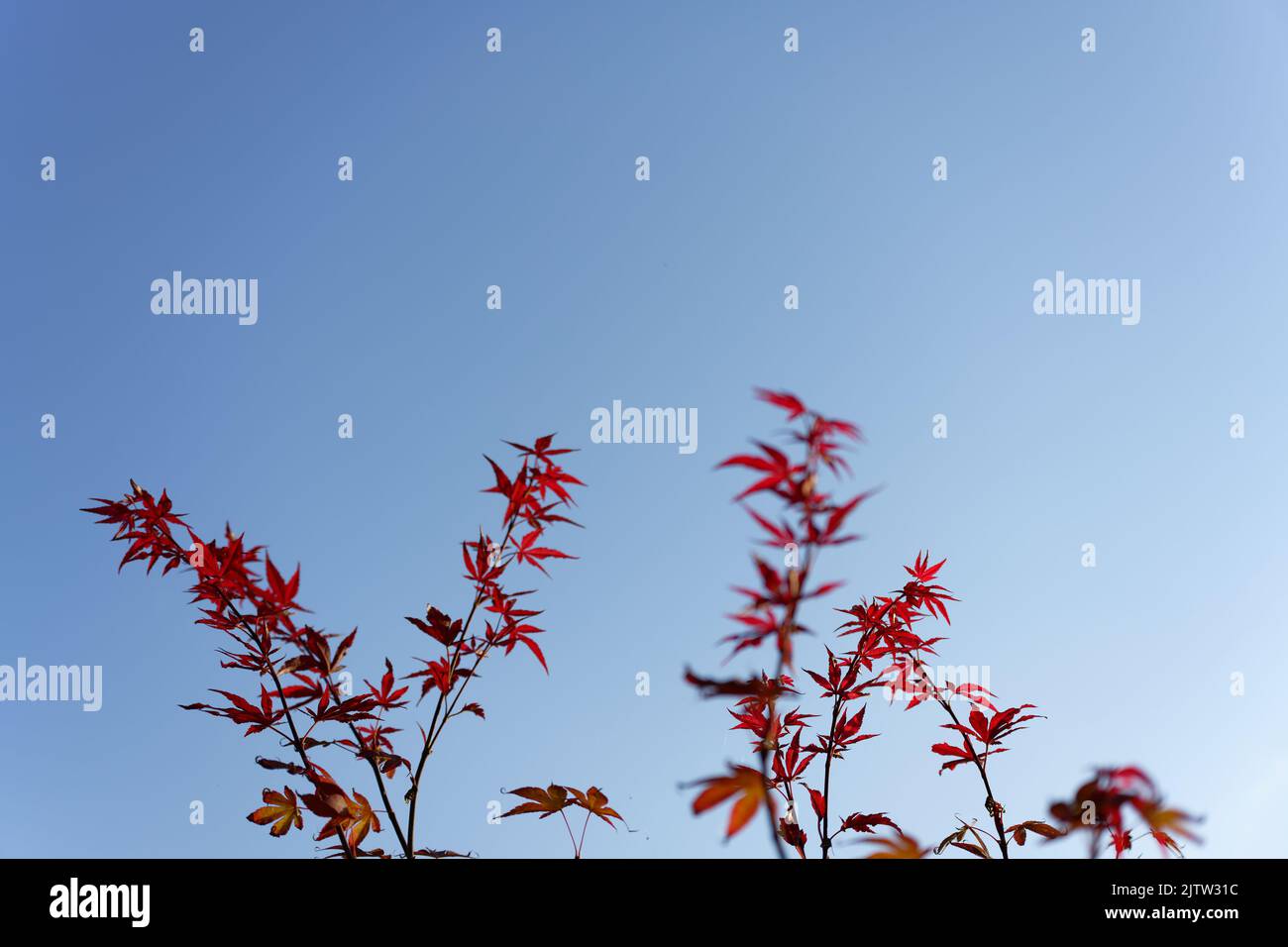 Acer japonicum, Amur maple, Japanese-maple fullmoon maple, Japan southern Korea. Acer tree,Gardeners Dream Acer Orange Red Dream Deciduous palmatum Stock Photo