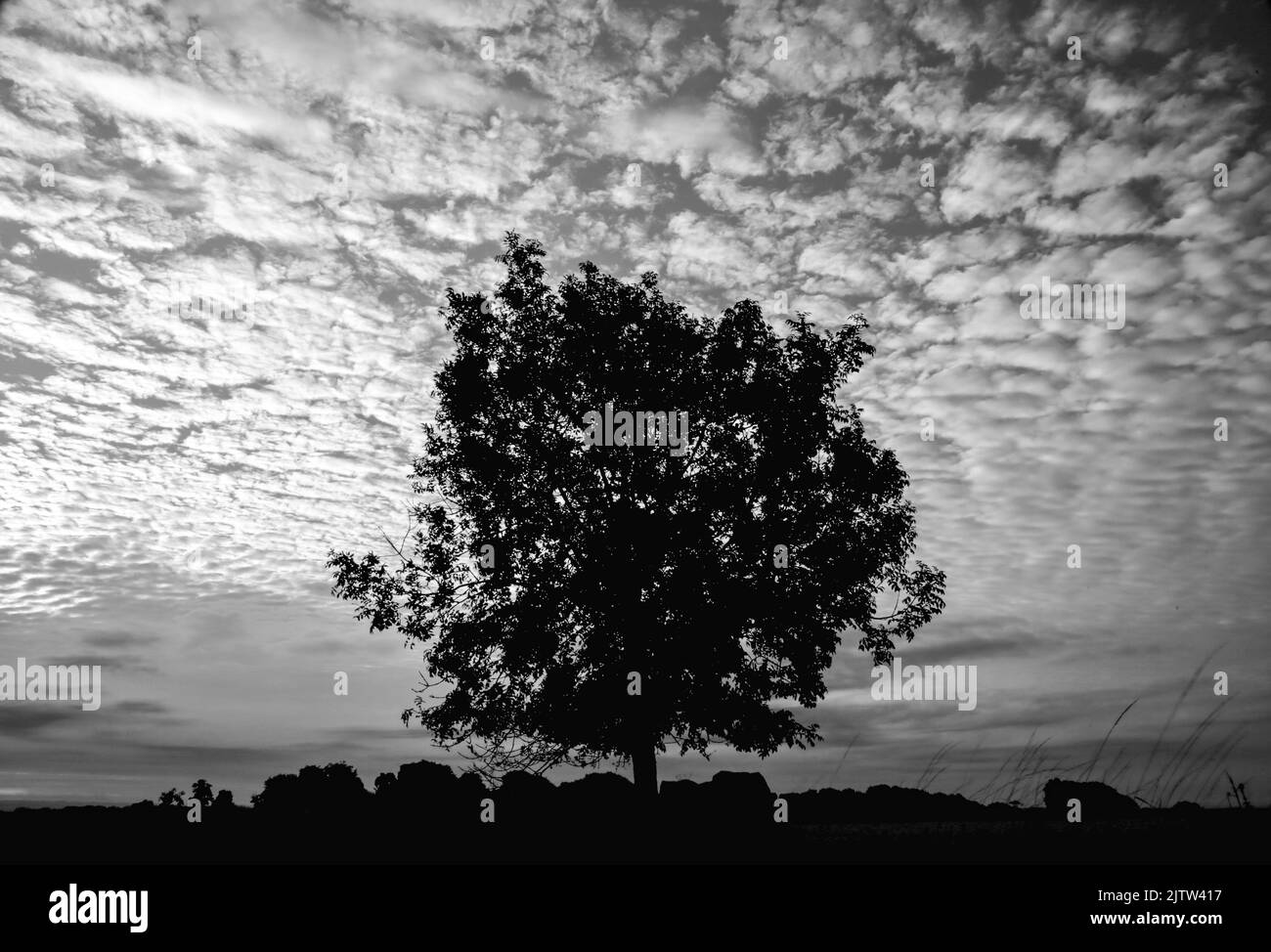 Tree silhouette against a dramatic sky Stock Photo - Alamy