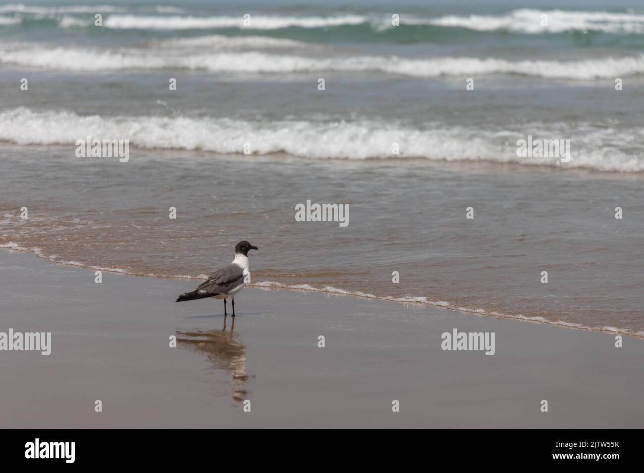 A seagull enjoying the beach at South Padre Island, Texas Stock Photo