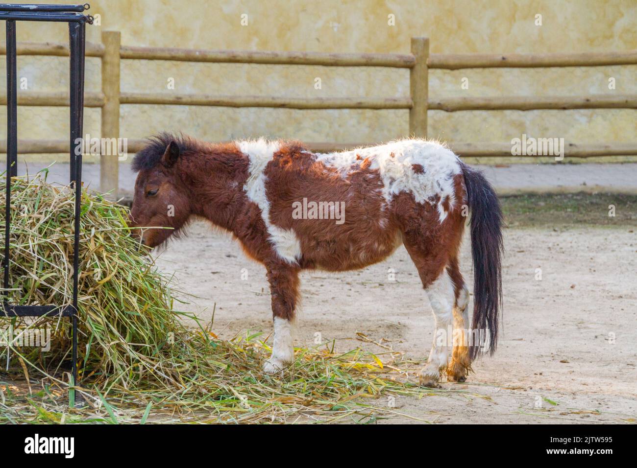 outdoor pony in rio de Janeiro Brazil. Stock Photo