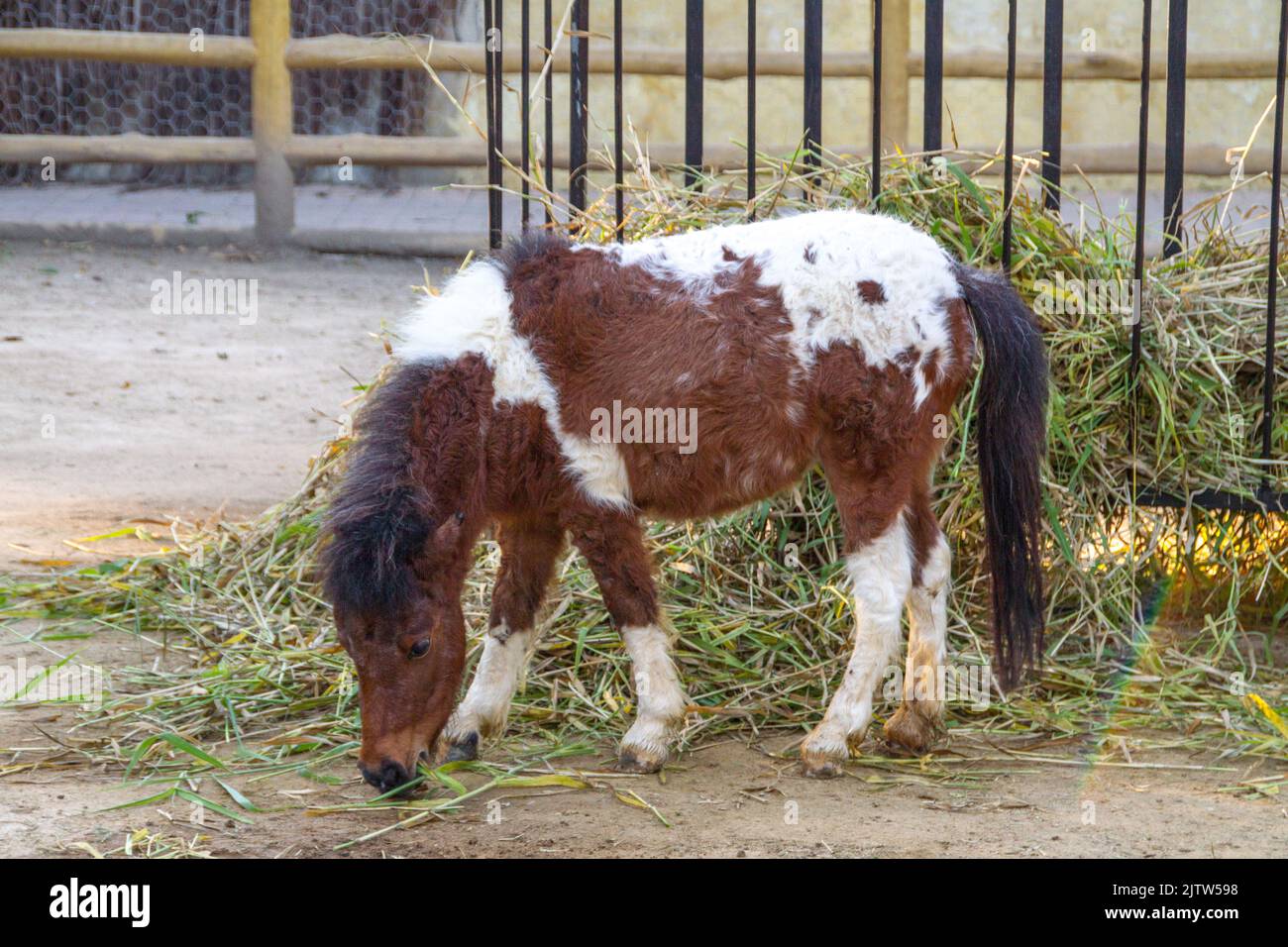 outdoor pony in rio de Janeiro Brazil. Stock Photo