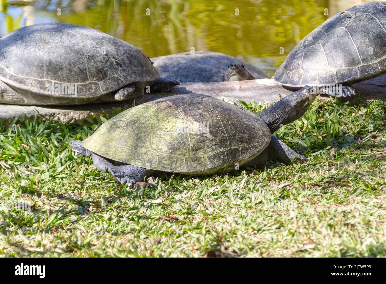 Turtle life cycle hi-res stock photography and images - Alamy