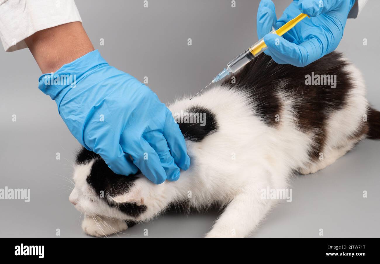 veterinarian treats a sick kitten by making an injection with a syringe