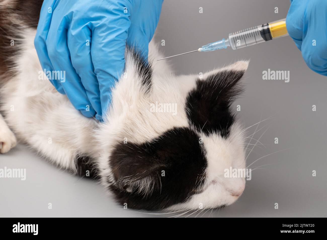 veterinarian treats a sick kitten by making an injection with a syringe