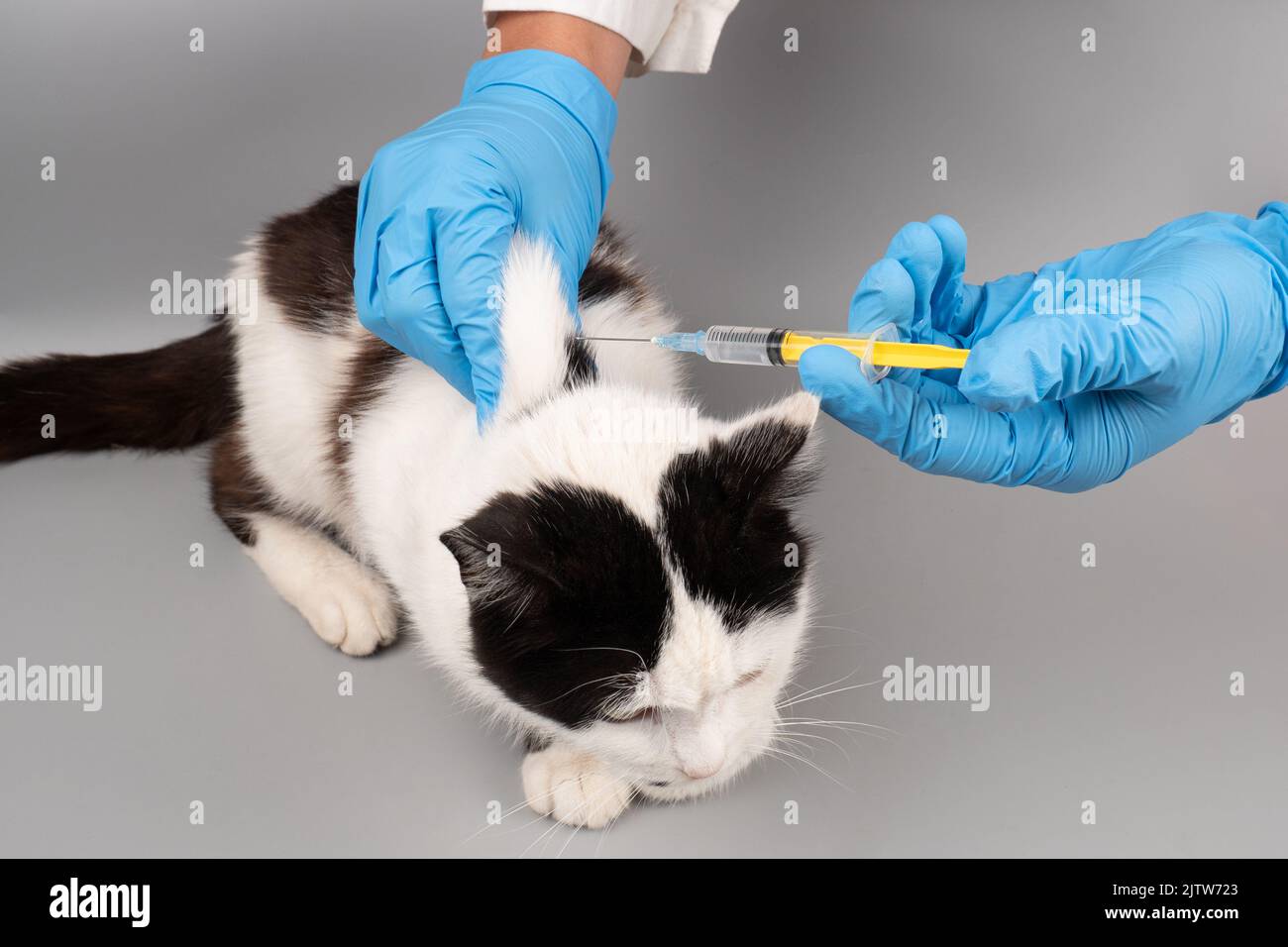 veterinarian doctor hand giving a cat an injection with a syringe. Stock Photo