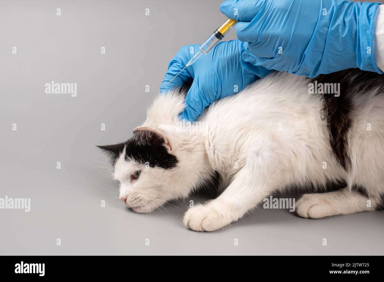 veterinarian doctor hand giving a cat an injection with a syringe. Stock Photo