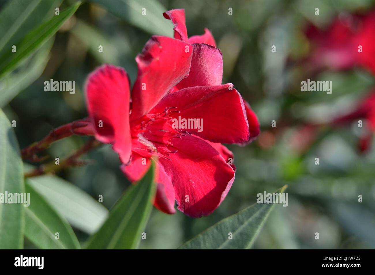 Red flower with fading petals between green leaves under sunlight Stock
