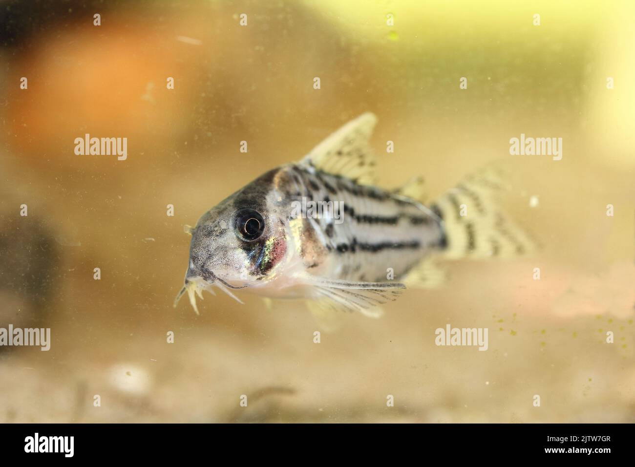 The bands-catfish (Corydoras schwartzi) a popular ornamental fish Stock Photo