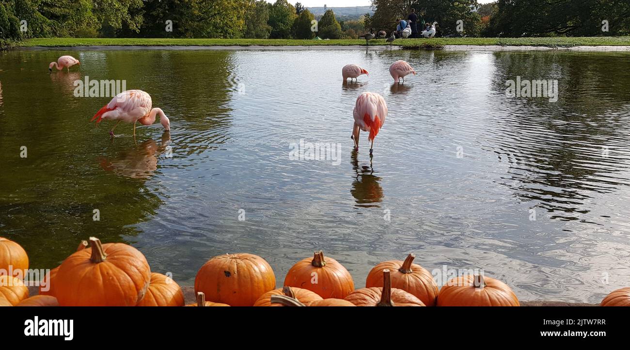 In the partially blurred foreground bright orange color pumpkins of a ...