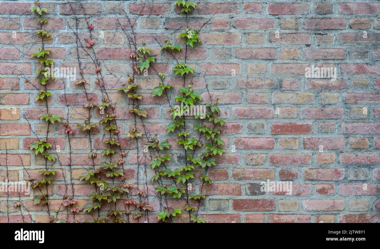 Vines on brick wall hires stock photography and images Alamy