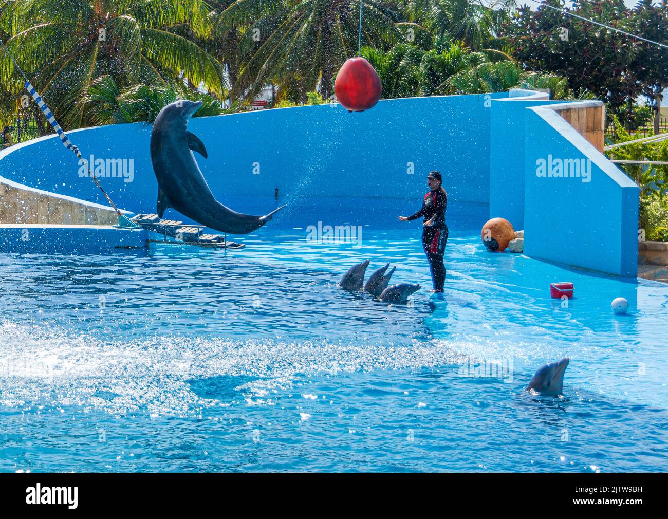 Cuban, trainer working with dolphins. Teaching them tricks to perform at the National Acquarium of Cuba. Stock Photo