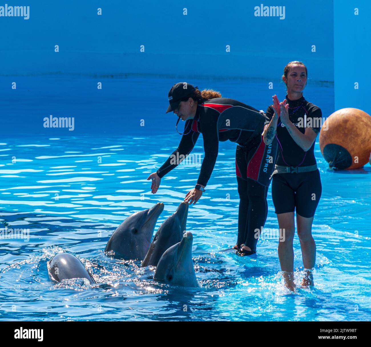 Cuban, trainers working with dolphins. Teaching them tricks to perform at the National Acquarium of Cuba. Stock Photo