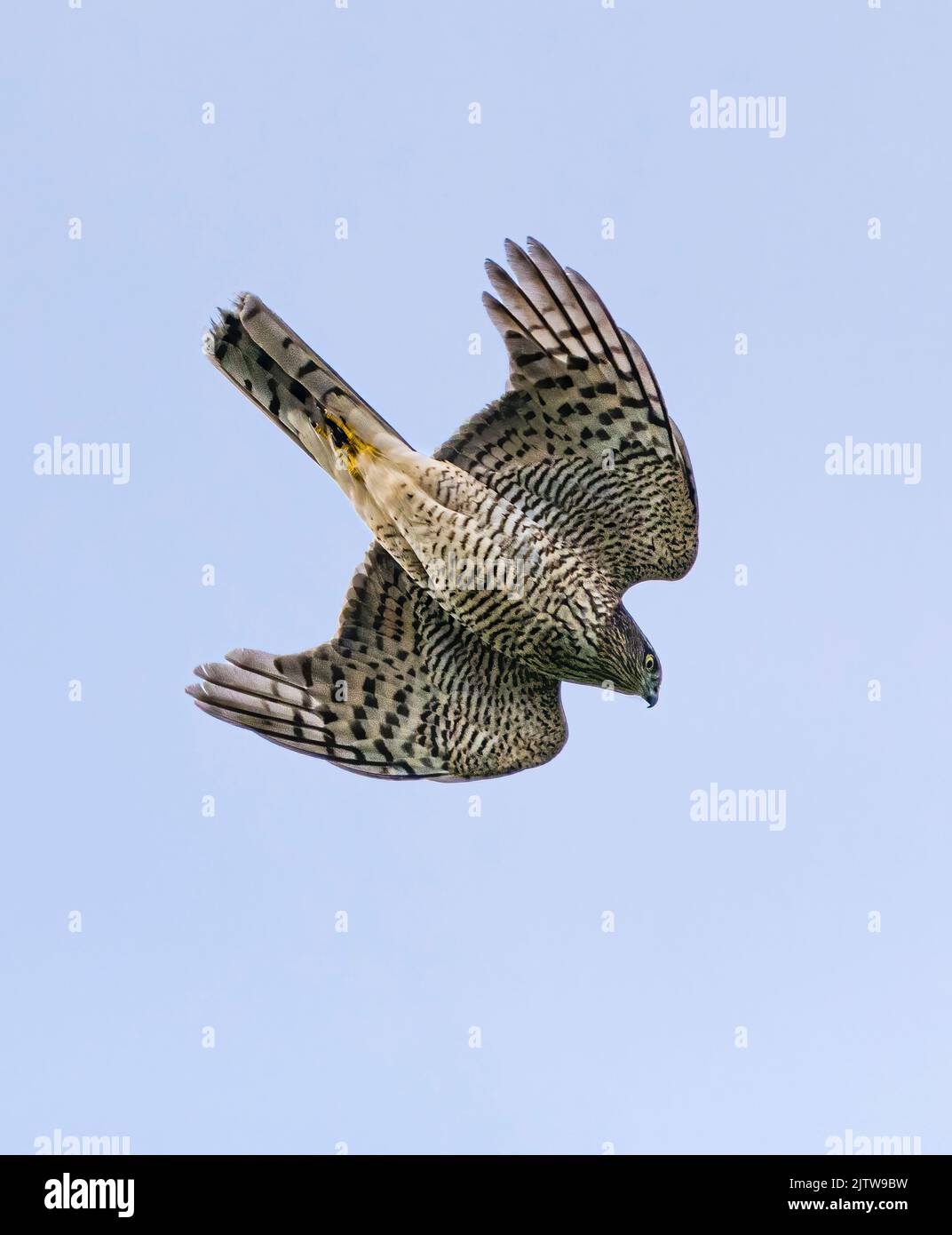 Sparrow hawk hunting and being chased Stock Photo Alamy