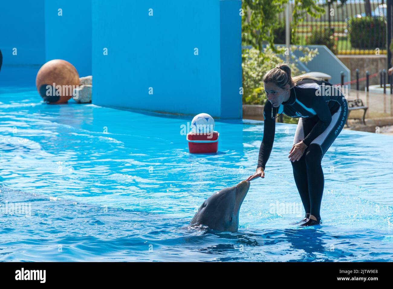 Cuban, trainerworking with dolphins. Teaching them tricks to perform at the National Acquarium of Cuba. Havana, Cuba. Stock Photo