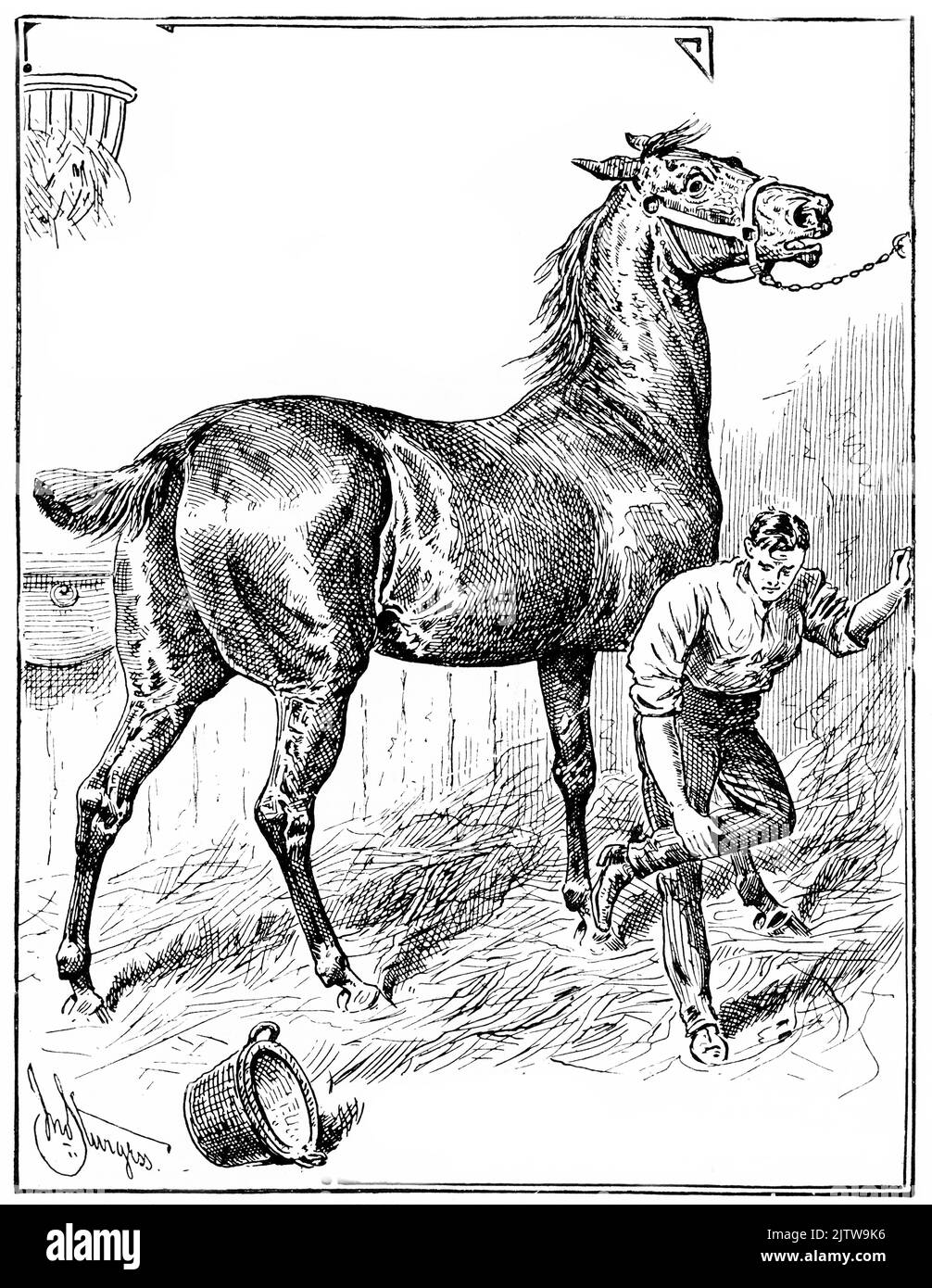 Engraving of a man nursing a bruise on his leg after being kicked by a horse, published in an English newspaper, 1896 Stock Photo