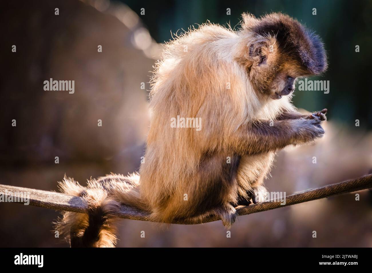 Monkey That Has Its Face Open Looking Background, Monkey Meme Pictures,  Monkey, Animal Background Image And Wallpaper for Free Download