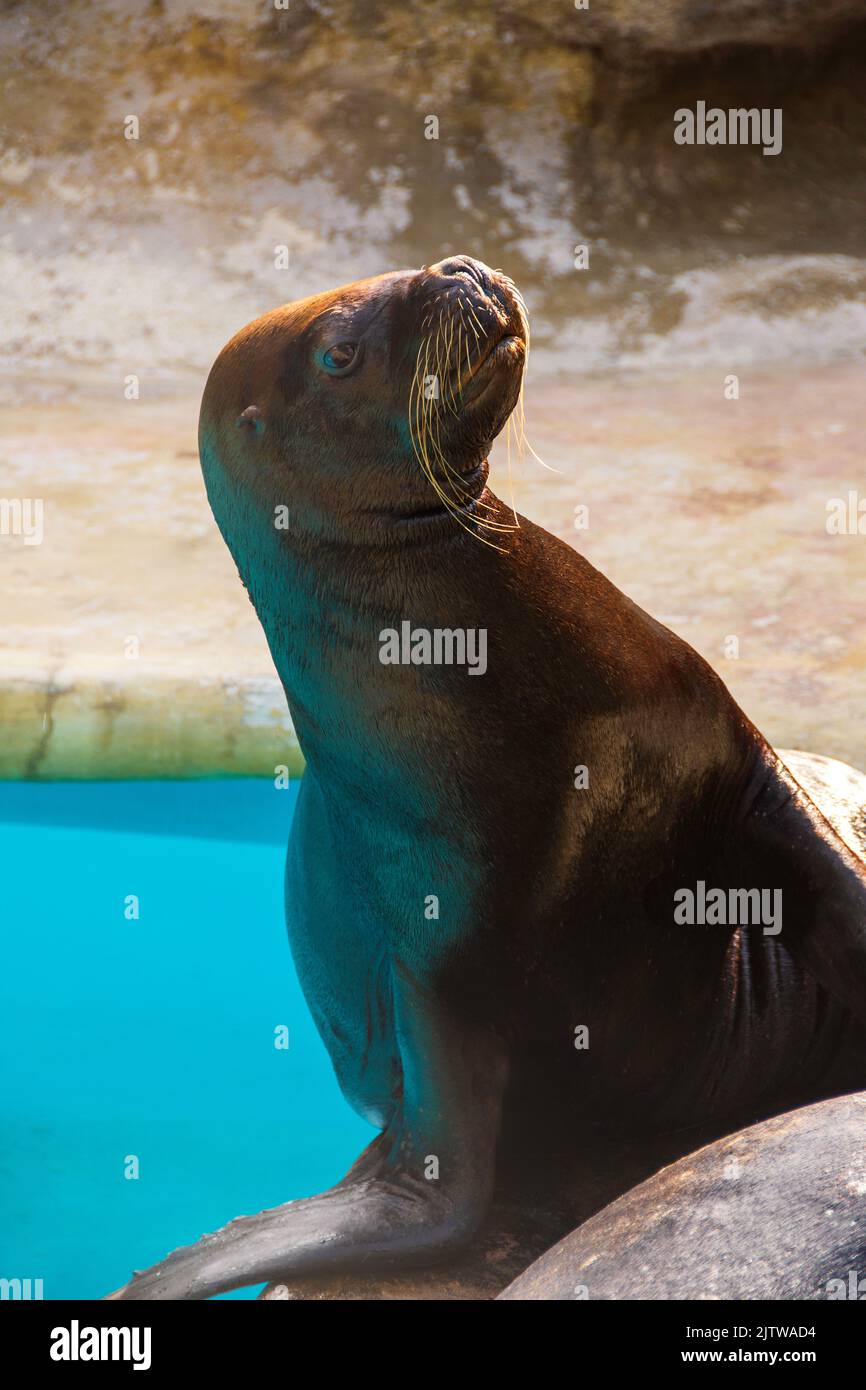 A seal strikes a pose at the Cuban National Aquarium, Havana, Cuba. Stock Photo