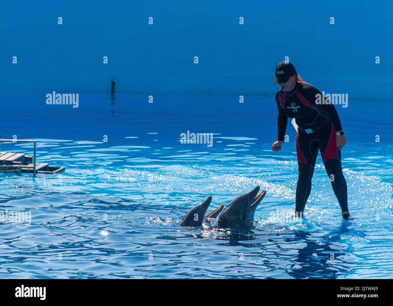 A Cuban, woman, animal trainer, working with dolphins. National Aquarium of Cuba, Havana, Cuba. Stock Photo
