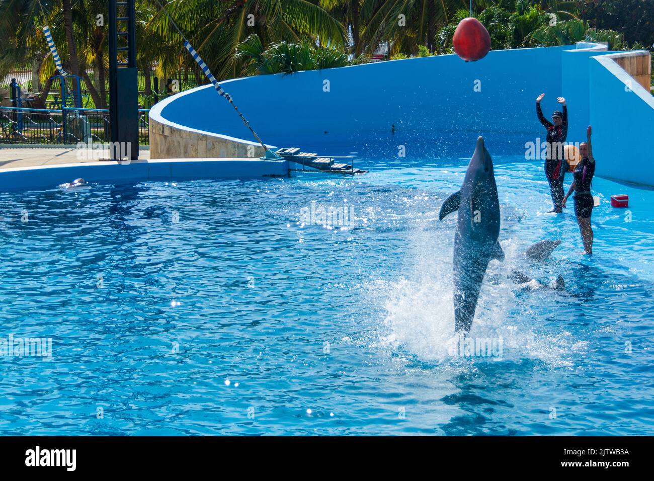Two female, Cuban, animal trainers, teaching a dolphin a new trick. Cuba National Aquarium, Havana, Cuba. Stock Photo