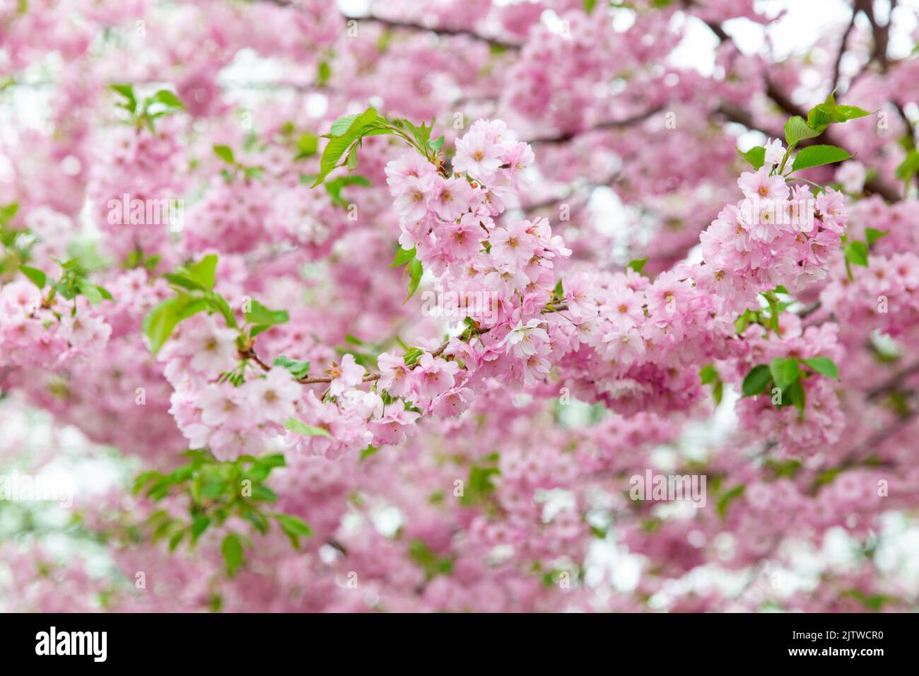 close up of blooming branch with cherry blossoms Stock Photo - Alamy