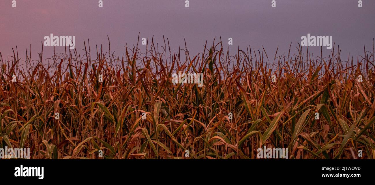 champs de maïs dans la nuit. Nature et agriculture Stock Photo