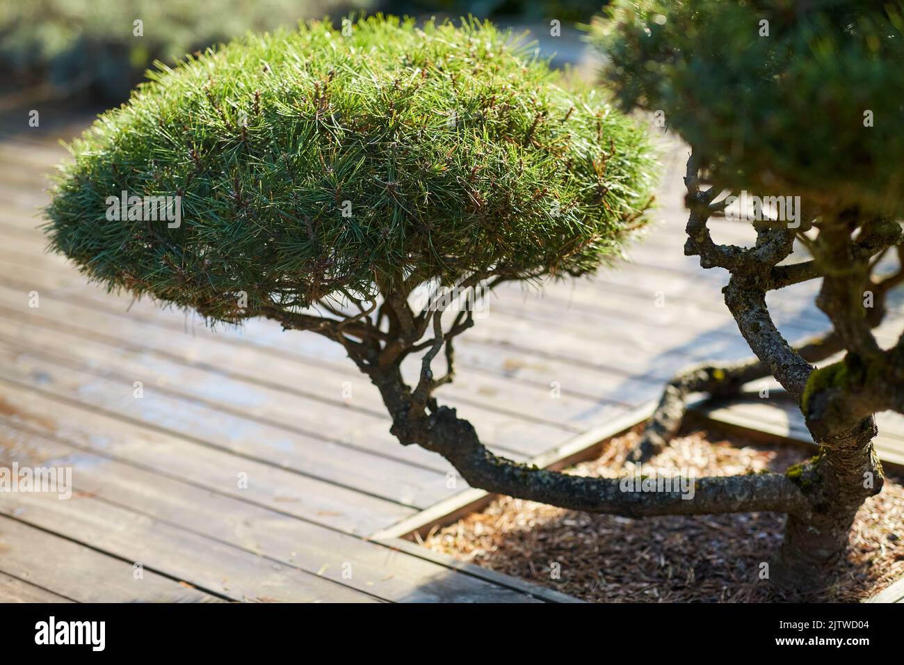 close up of bonsai pine tree growing in garden Stock Photo