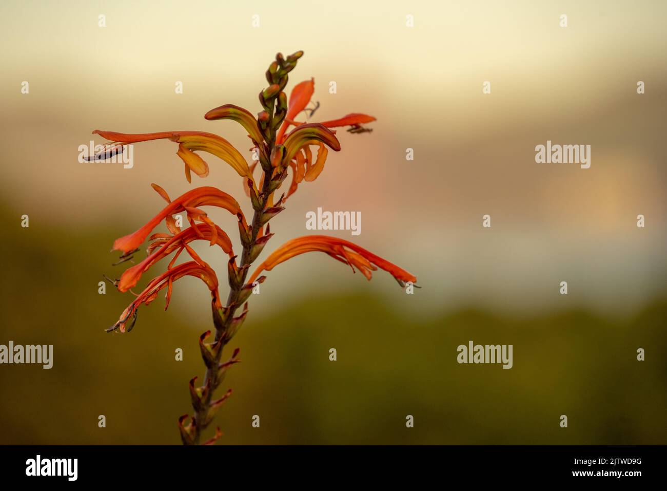 Insects Crawl Over Watsonia Flowers along the California coast Stock Photo