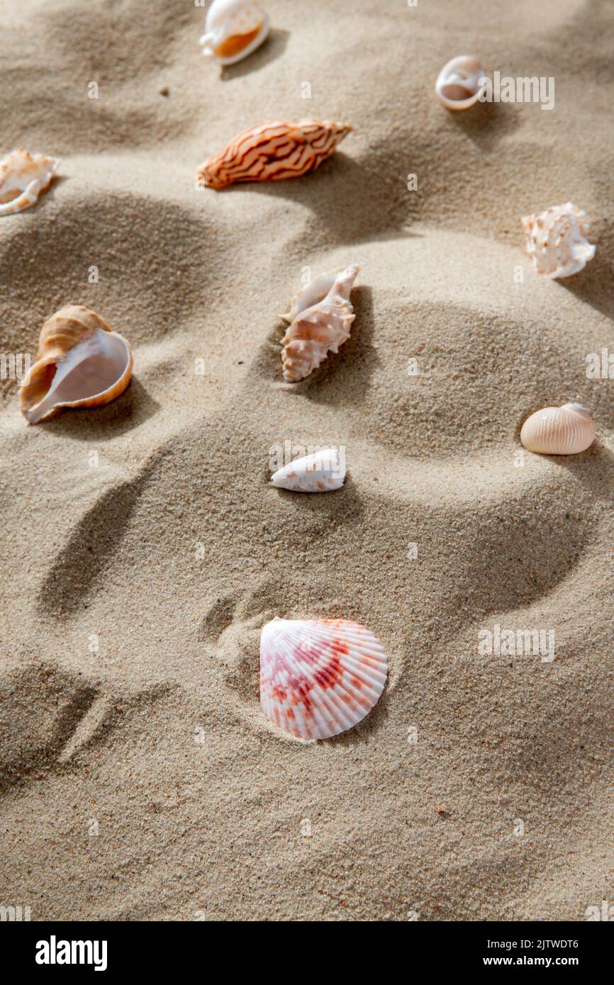 different sea shells on beach sand Stock Photo Alamy