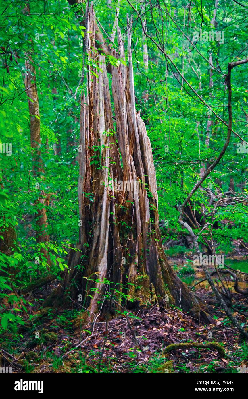 Congaree National Park in South Carolina is the largest contiguous area