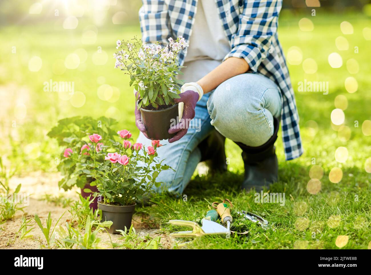 Woman planting summer flowers hi-res stock photography and images - Alamy