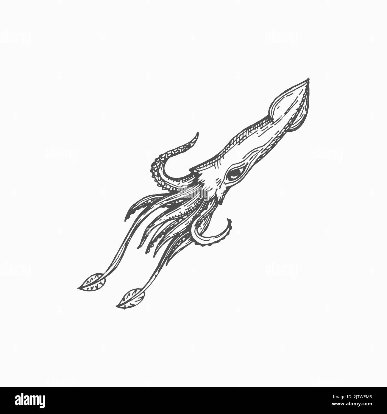 Atlantic squid animal isolated underwater mollusk hand drawn sketch