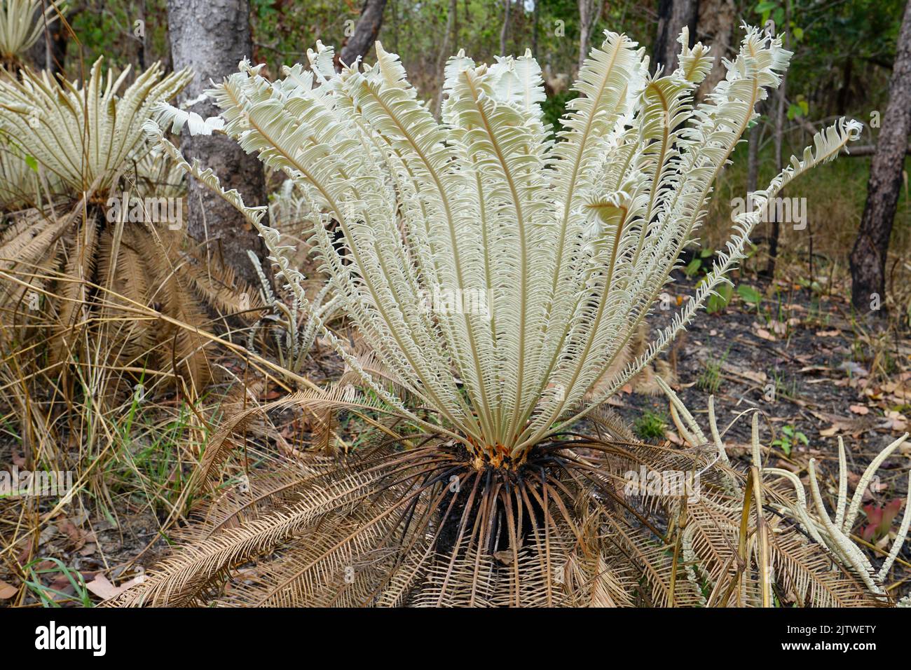 close up of single Cycads growing in Litchfield National Park Stock Photo