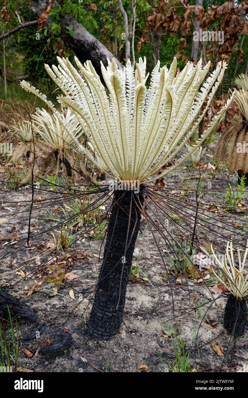 Lots of Cycads growing in Stock Photo