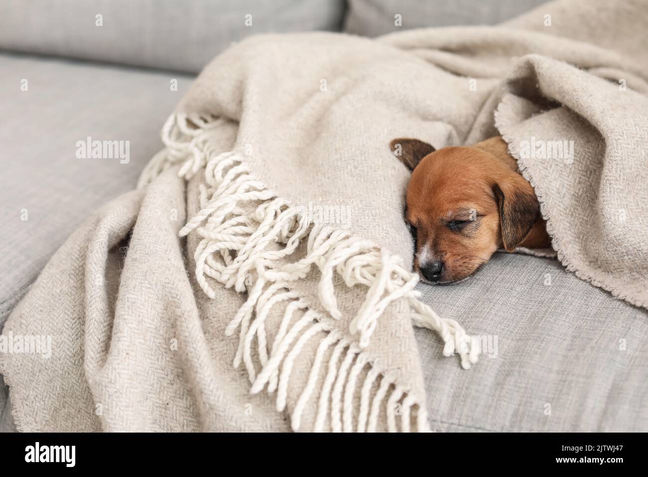 Cute puppy sleeping on sofa at home Stock Photo - Alamy