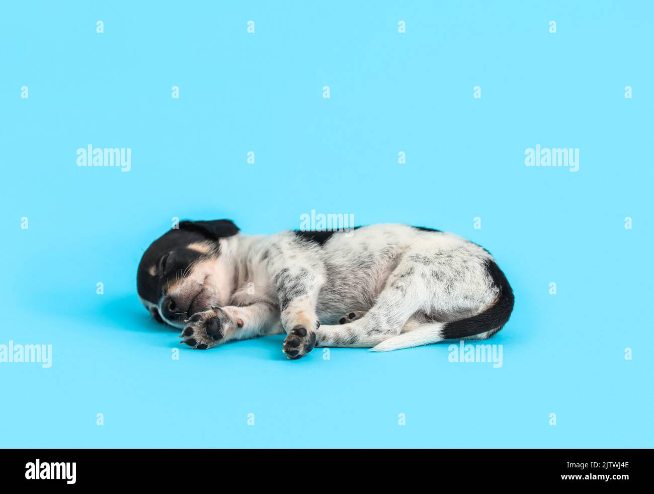 Cute sleeping puppy on light blue background Stock Photo - Alamy